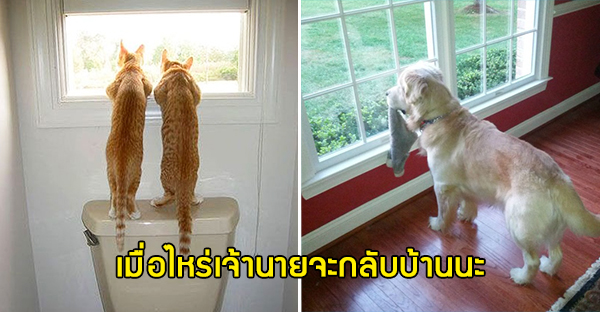 Tổng hợp hình các bé chó mèo dễ thương ngóng chờ sen khiến bạn thấy an lòng