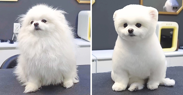 17 hình ảnh chú chó trước và sau khi được dẫn đi Spa cắt tóc và tất cả đều vô cùng dễ thương