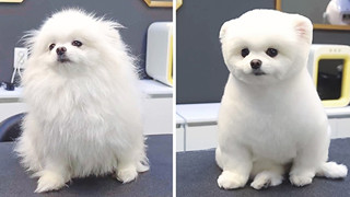 17 hình ảnh chú chó trước và sau khi được dẫn đi Spa cắt tóc và tất cả đều vô cùng dễ thương