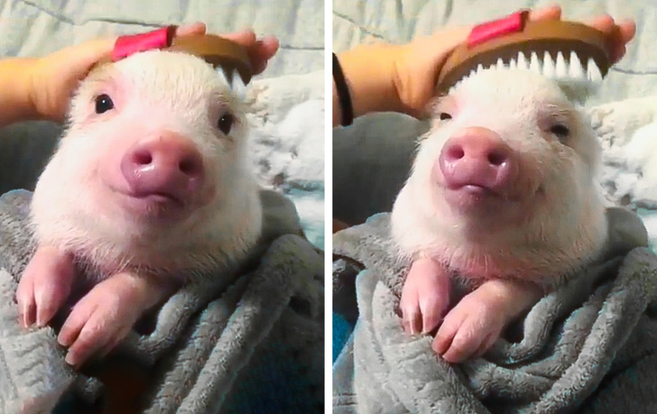 20 bức ảnh hạnh phúc giản đơn của nhưng con vật cưng khiến bạn có 1 đầu tuần nhẹ nhàng vui vẻ