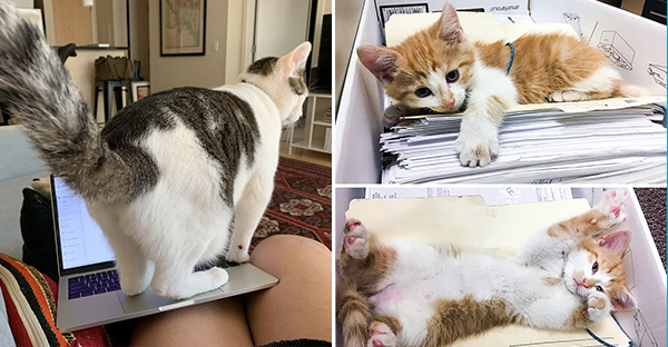 16 hình ảnh các con sen vui vẻ bị làm phiền bởi chó mèo của họ khi làm việc tại nhà