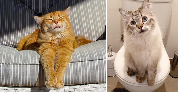 15 bức hình dễ thương về mèo khiến bạn mỉm cười mỗi sáng sớm