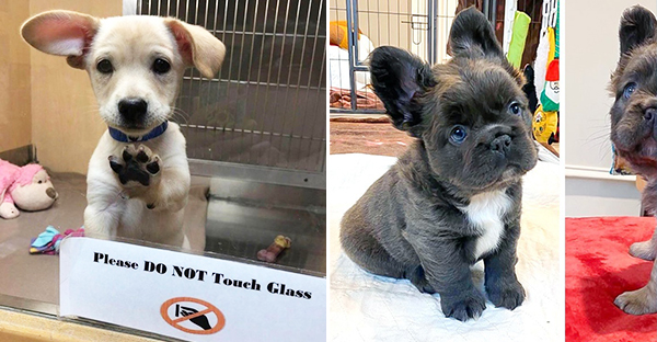 20 hình ảnh cho thấy cún con là giống loài dễ thương như thiên thần khiến bạn muốn nựng mãi không thôi