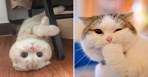 Tổng hợp hình ảnh những chú mèo cực dễ thương khiến cho trái tim bạn phải tan chảy