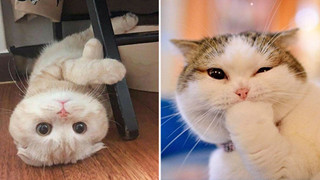 Tổng hợp hình ảnh những chú mèo cực dễ thương khiến cho trái tim bạn phải tan chảy