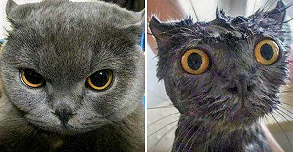 20 hình ảnh động vật khi được tắm sẽ hiện nguyên hình là những tiểu yêu quái cực dễ thương