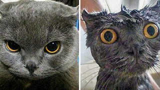 20 hình ảnh động vật khi được tắm sẽ hiện nguyên hình là những tiểu yêu quái cực dễ thương