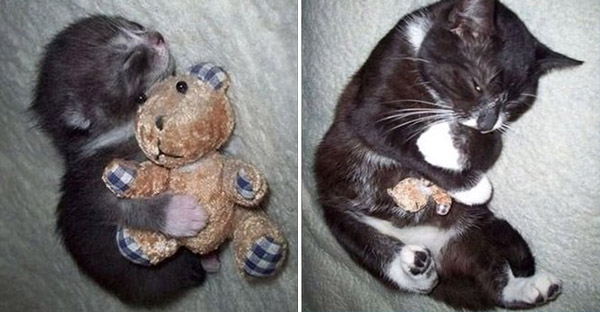 Tổng hợp những hình ảnh các bé thú cưng lớn lên cùng với gấu bông của mình khiến cho bạn cảm thấy hạnh phúc
