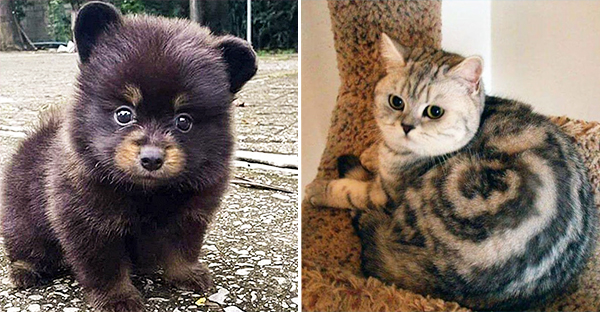 15 hình ảnh khoảng khắc kỳ lạ của thú cưng khiến bạn dễ nhầm tưởng thành 1 sinh vật khác