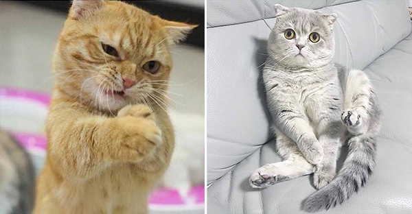 Tổng hợp những bé mèo có hành vi kỳ lạ nhưng cũng rất đáng yêu khiến Sen phải phì cười