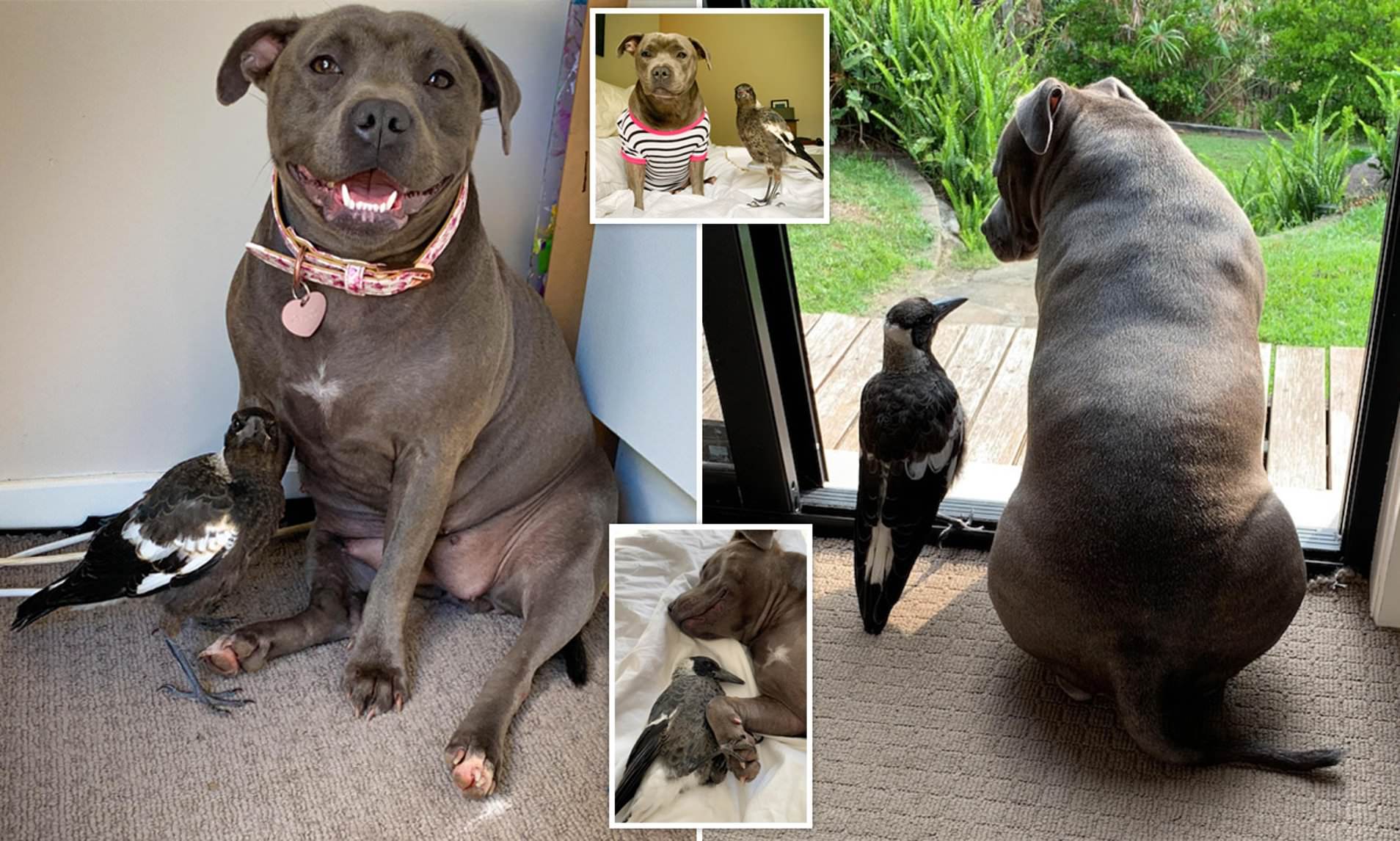 Tình bạn kì diệu giữa cô chó và chú chim ác là tại úc