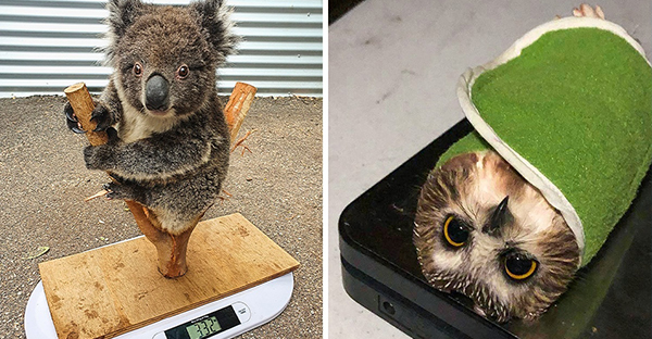 15 hình ảnh cho ta thấy việc đo cân nặng của động vật cũng là 1 trò chơi nghệ thuật thú vị