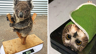 15 hình ảnh cho ta thấy việc đo cân nặng của động vật cũng là 1 trò chơi nghệ thuật thú vị