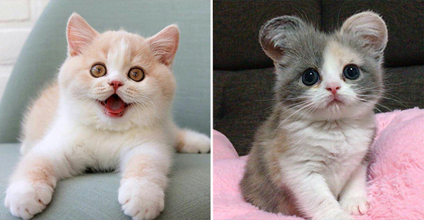 Tổng hợp hình ảnh những bé mèo con cute khiến bạn chỉ bưng lên giường ôm ngủ cho hết ngày dài 