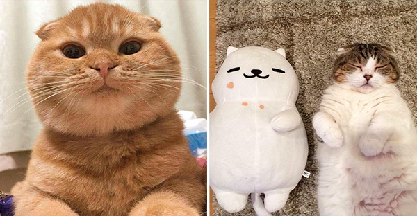 Hình ảnh cho thấy mấy con mèo là chúa nghịch ngợm và thích làm trò mèo khiến cho các sen cười mãi không thôi