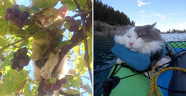 16 hình ảnh cho thấy chó mèo là loài động vật ngủ bất chấp khiến cho các con phì cười vì quá dễ thương