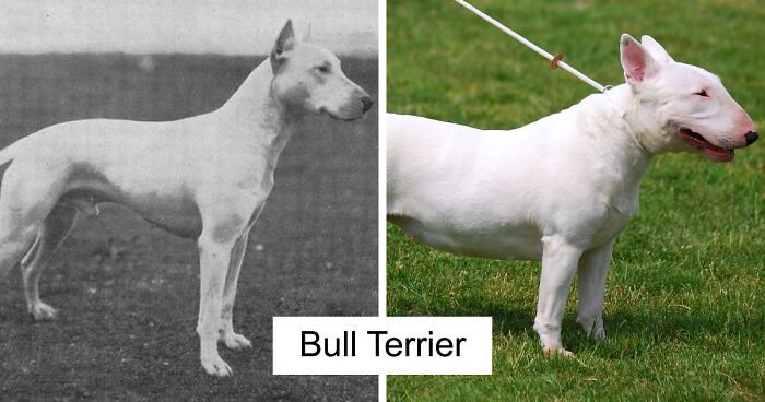 18 hình ảnh cho thấy ngoại hình của 18 loài chó nổi tiếng đã thay đổi như thế nào so với 100 năm trước