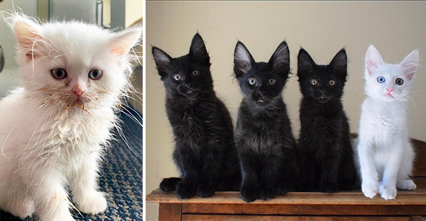 Những góc nghiên cực dễ thương của các hoàng thượng khiên cho các sen phải thốt lên rằng sao mà đáng yêu quá