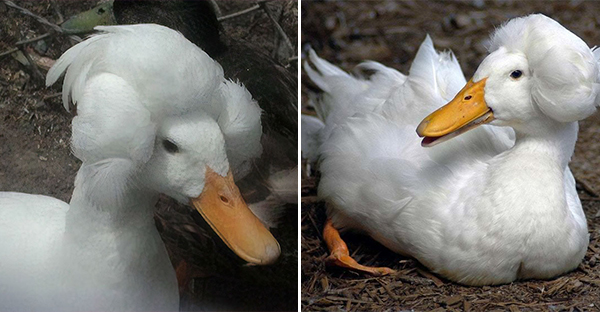 Thú vị với vịt có mào độc lạ với bộ tóc đẹp như thẩm phán thế kỷ 18