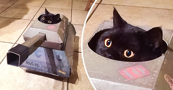 Những hình ảnh hoàng thượng lái xe tăng bìa cứng ra để hù dọa con sen nhìn dễ thương không chịu được