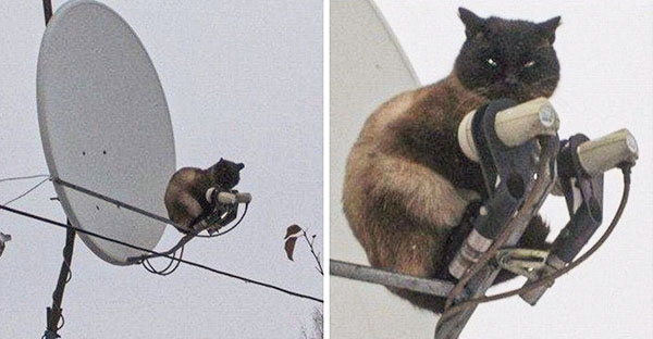 Khi các loài vật bỗng nhiên tham gia phá hoại khiến cho con người vựa bực mình nhưng cũng không nhịn được cười