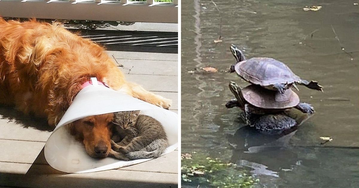 15 hình ảnh yêu thương nhau giữa các loài động vật cho thấy tình yêu chính là sức mạnh to lớn nhất của thế giới