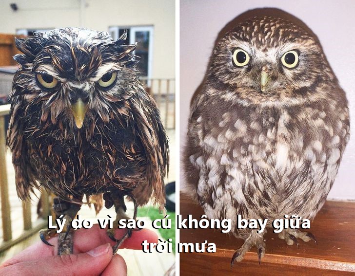 15 hình ảnh thú vị của các bé động vật khiến cho bạn khởi đầu ngày mới tràn ngập tiếng cười