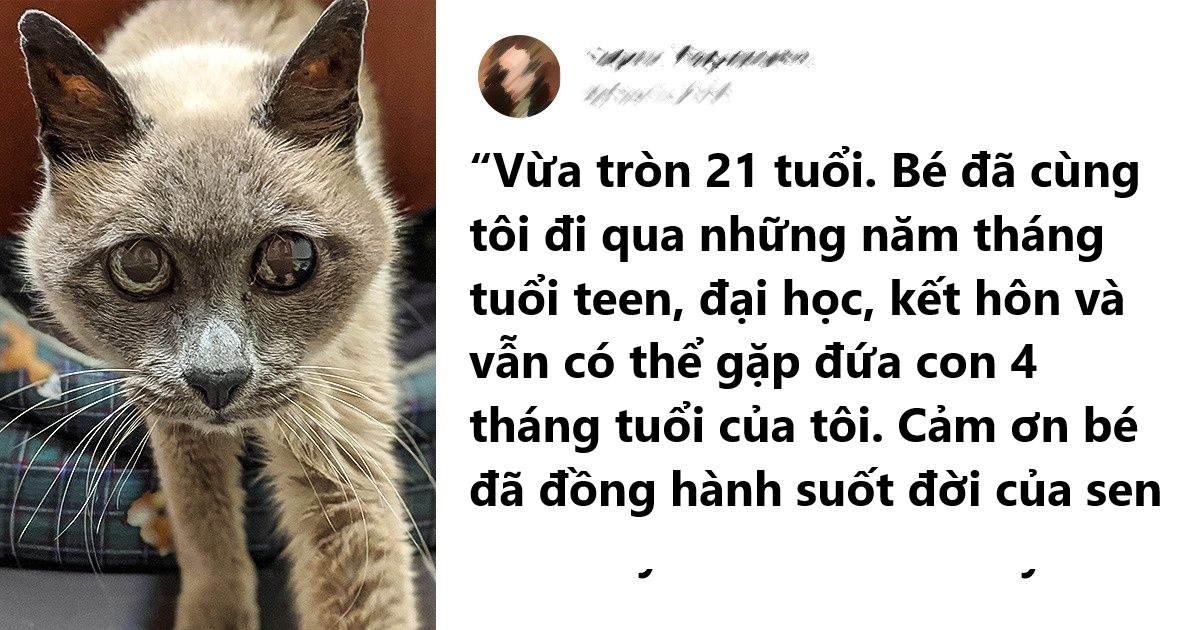 Ấm lòng với 20 hình ảnh các bé thú cưng đã tới tuổi xế chiều nhưng vẫn vô cùng yêu thương các sen