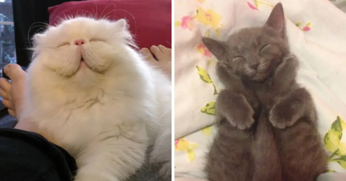 Tổng hợp 30 hình ảnh nụ cười của các chú mèo hạnh phúc nhất thế gian