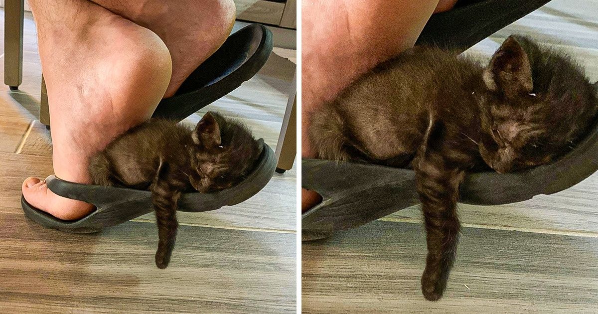 20 bức ảnh về chó mèo ấm áp như tình yêu thương của gia đình