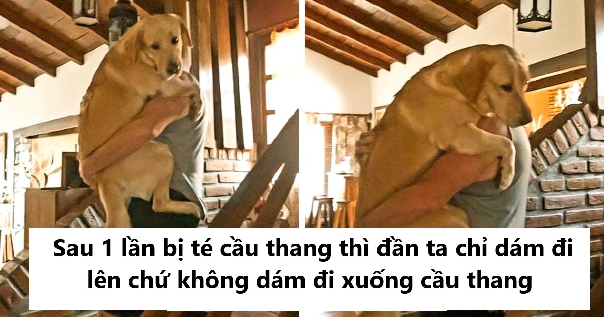 20 hình ảnh cho thấy, động vật là những đứa trẻ thuần khiết và tinh nghịch nhất thế giới