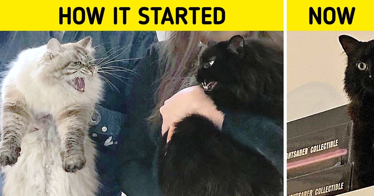 20 bức ảnh cho thấy, nuôi mèo theo cặp theo bầy khiến cho sự dễ thương nhân lên gấp nhiều lần