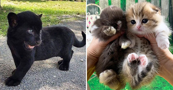 20 hình ảnh động vật khi còn là em bé khiến bạn chỉ muốn ôm vào lòng