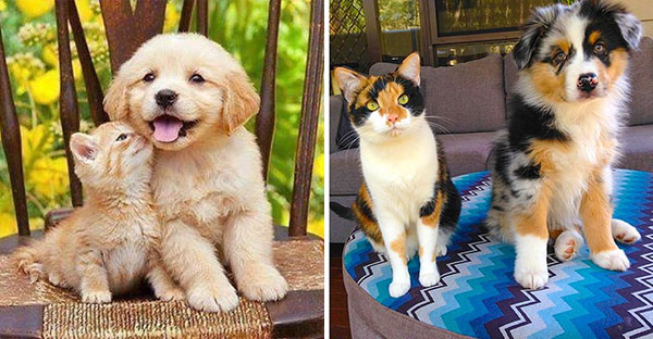 Hình ảnh những cặp song sinh " tuy rằng khác giống nhưng chung 1 màu" cực dễ thương 