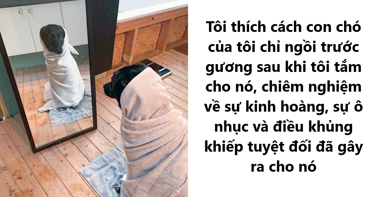 15 hình ảnh cho thấy chó mèo là loài động vật vô cùng drama khiến bạn phải cười mãi không thôi