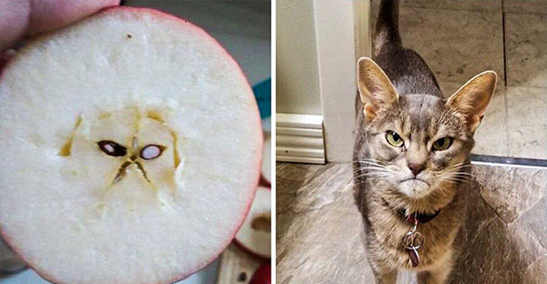 12 hình ảnh khiến cho các sen lầm tưởng đó là 1 con mèo