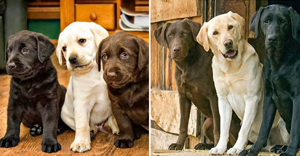 17 bức hình về tình bạn giữa những bé chó mèo từ khi còn là bé con cho đến lúc lớn khiến bạn thấy yên lòng