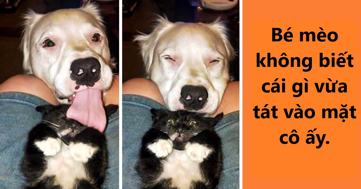 20 hình ảnh về các bé chó mèo khiến bạn cười ra nước mắt vì độ hề hước của chúng