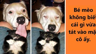 20 hình ảnh về các bé chó mèo khiến bạn cười ra nước mắt vì độ hề hước của chúng