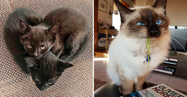 22 hình ảnh về những chú mèo có khả năng khiến bạn rơi vào lưới tình và mãi mãi yêu thương chúng