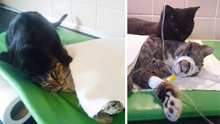 Chú mèo trả ơn cứu mạng bằng cách trở thành ý tá cực dễ thương để giúp đỡ các con vật khác