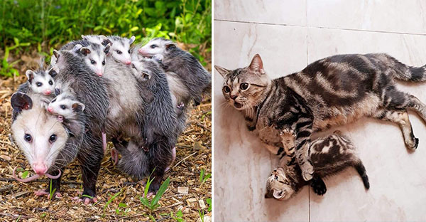 Tổng hợp những hình ảnh yêu thương tình mẹ con giữa các loài động vật khiến bạn cảm thấy ấm lòng