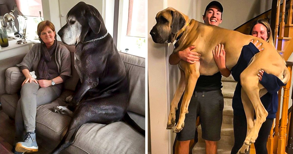 Hình ảnh 20 bé chó mèo siêu to khổng lồ nhưng lúc nào cũng muốn mình là em bé