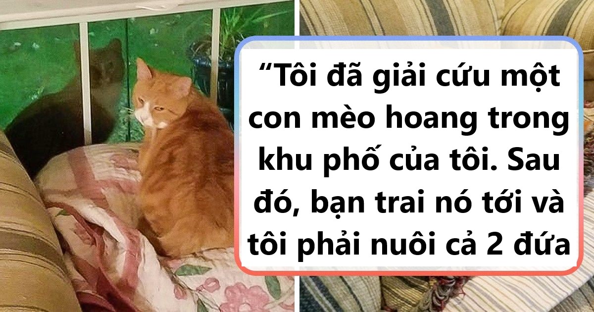 15 hình ảnh của các loài động vật cho thấy tình bạn là món quà tuyệt vời nhất của cuộc đời