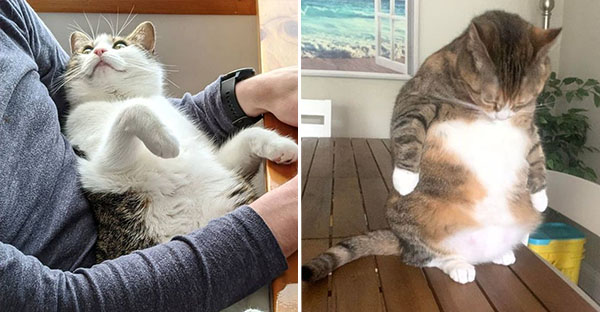 16 hình ảnh cho thấy chó mèo là chúa biểu cảm siêu cute khiến bạn phải yêu thương chúng mãi không thôi