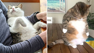 16 hình ảnh cho thấy chó mèo là chúa biểu cảm siêu cute khiến bạn phải yêu thương chúng mãi không thôi