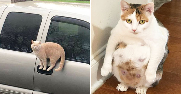 15 hình ảnh cho thấy lũ mèo là bọn người ngoài hành tinh chuẩn bị xâm chiếm Trái Đất