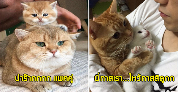 25 hình ảnh cho thấy gia đình mèo là những điều kỳ diệu nhất trên thế giới này