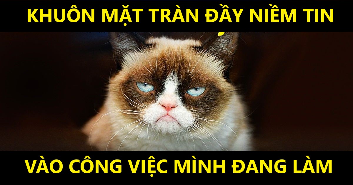 15 hình ảnh bé mèo mô tả chính xác cuộc sống của các sen nơi công sở khiến bạn phải bật cười