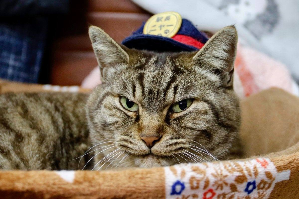 Chú mèo Nya là trưởng ga tàu ở Nhật bản bất ngờ qua đời vị bị xe tông